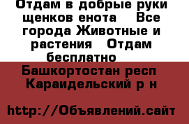 Отдам в добрые руки щенков енота. - Все города Животные и растения » Отдам бесплатно   . Башкортостан респ.,Караидельский р-н